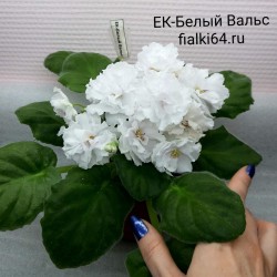 ЕК-Белый Вальс